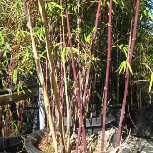 Fargesia fungosa - Csokoládé bambusz - 5db mag/csomag