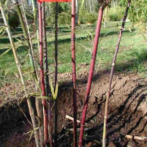 Fargesia fungosa - Csokoládé bambusz - 5db mag/csomag