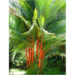   Cyrtostachys renda - Sealing Wax Palm, Lipstick Palm - 5pcs seeds/packet - goldenpalm.hu
