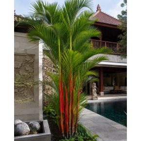   Cyrtostachys renda - Sealing Wax Palm, Lipstick Palm - 5pcs seeds/packet - goldenpalm.hu