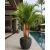 Cyrtostachys renda - Sealing Wax Palm, Lipstick Palm - 5pcs seeds/packet - goldenpalm.hu