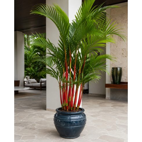 Cyrtostachys renda - Sealing Wax Palm, Lipstick Palm - 5pcs seeds/packet - goldenpalm.hu