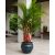 Cyrtostachys renda - Sealing Wax Palm, Lipstick Palm - 5pcs seeds/packet - goldenpalm.hu