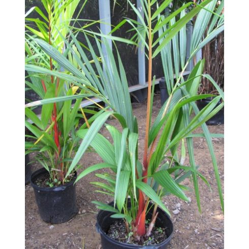 Cyrtostachys renda - Sealing Wax Palm, Lipstick Palm - 5pcs seeds/packet - goldenpalm.hu