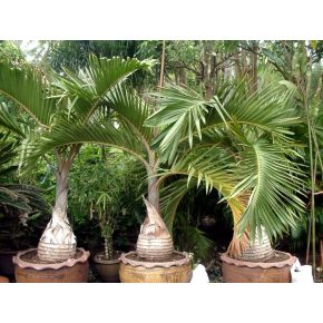 Hyophorbe lagenicaulis - Palackpálma - 5db mag/csomag