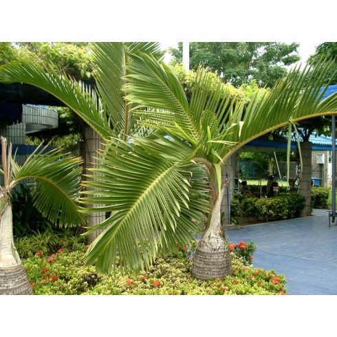 Hyophorbe lagenicaulis - Bottle Palm - 5pcs seeds/packet - goldenpalm.hu