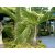 Hyophorbe lagenicaulis - Bottle Palm - 5pcs seeds/packet - goldenpalm.hu