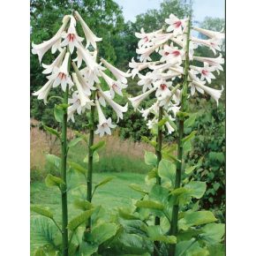   Cardiocrinum giganteum - Illatos Óriásliliom - 3db mag/csomag