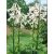 Cardiocrinum giganteum - Illatos Óriásliliom - 3db mag/csomag