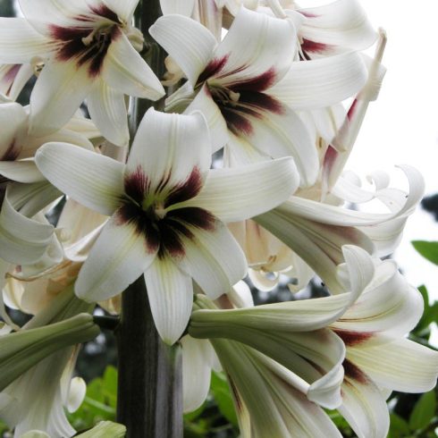 Cardiocrinum giganteum - Illatos Óriásliliom - 3db mag/csomag