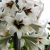Cardiocrinum giganteum - Illatos Óriásliliom - 3db mag/csomag