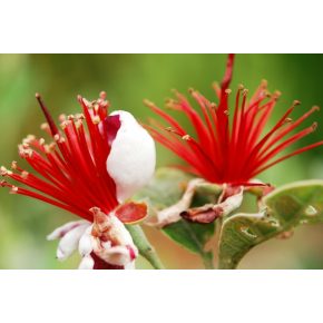 Acca sellowiana – Mirtuszdió - 5db mag/csomag