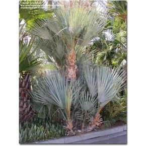   Nannorrhops arabica (Silver) - Ezüst Mazari pálma - 5db mag/csomag