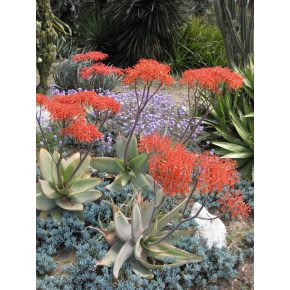 Aloe striata -  Korall aloe - 5db mag/csomag