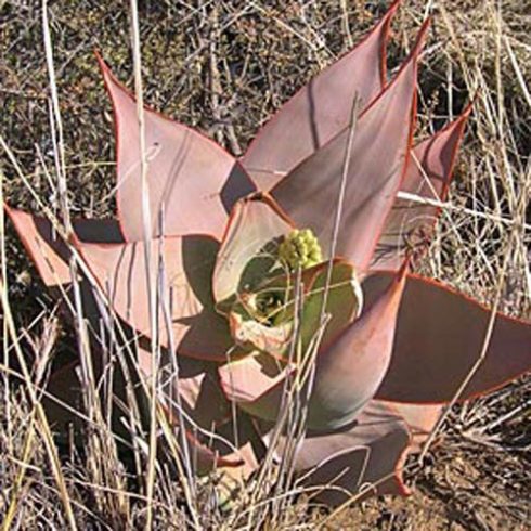 Aloe striata -  Korall aloe - 5db mag/csomag