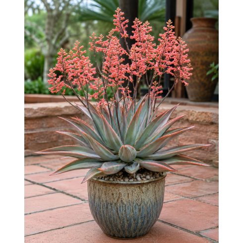 Virágzó Aloe striata korall aloé magas virágszárral
