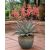 Virágzó Aloe striata korall aloé magas virágszárral
