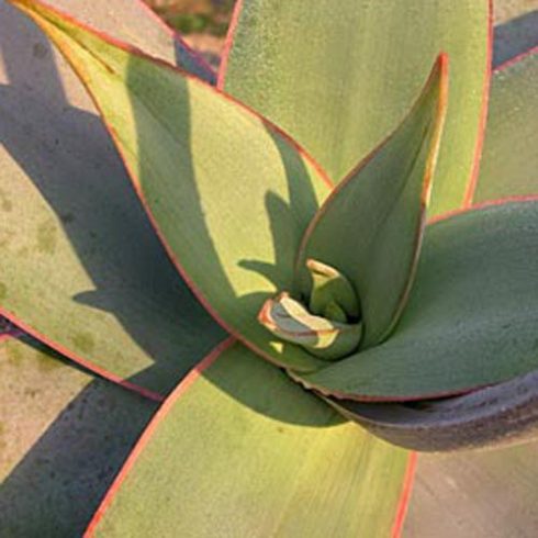 Aloe striata -  Korall aloe - 5db mag/csomag