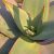 Aloe striata -  Korall aloe - 5db mag/csomag
