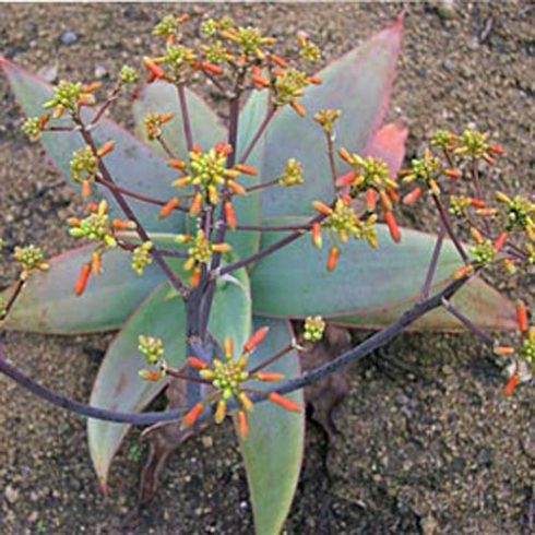 Aloe striata -  Korall aloe - 5db mag/csomag