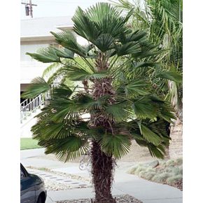   Trachycarpus wagnerianus - Japán kenderpálma - 5db mag/csomag 