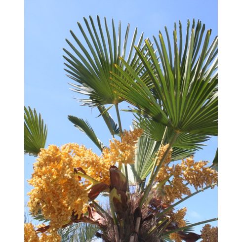 Trachycarpus wagnerianus - Japán kenderpálma - 5db mag/csomag 