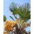 Trachycarpus wagnerianus - Japán kenderpálma - 5db mag/csomag 