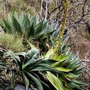 Agave parvidentata (Agave compacta) - 5db mag/csomag
