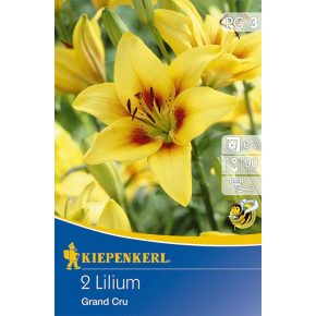 Liliom 'Grand Cru' - 2db hagyma/csomag