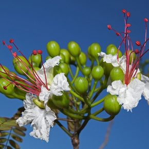 Delonix decaryi - 5db mag/csomag