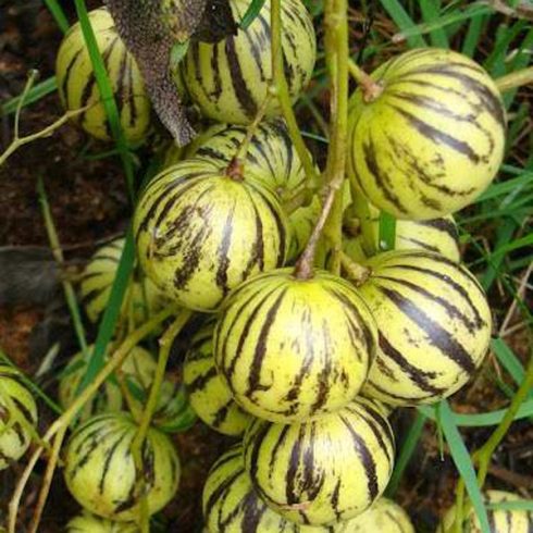 Solanum caripense - Mini-Pepino - 5db mag/csomag