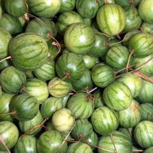 Solanum caripense - Mini-Pepino - 5db mag/csomag