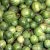 Solanum caripense - Mini-Pepino - 5db mag/csomag