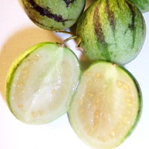 Solanum caripense - Mini-Pepino - 5db mag/csomag