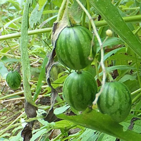 Solanum caripense - Mini-Pepino - 5db mag/csomag