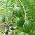 Solanum caripense - Mini-Pepino - 5db mag/csomag