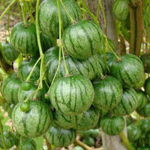 Solanum caripense - Mini-Pepino - 5db mag/csomag