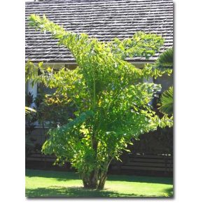   Caryota mitis - Clustered Fishtail Palm - 5pcs seeds/packet - goldenpalm.hu