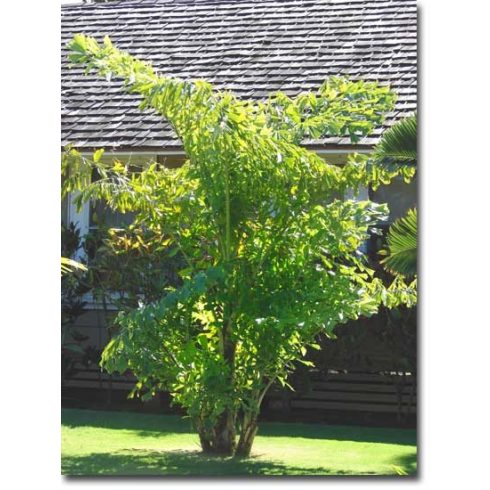 Caryota mitis - Clustered Fishtail Palm - 5pcs seeds/packet