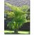 Caryota mitis - Clustered Fishtail Palm - 5pcs seeds/packet