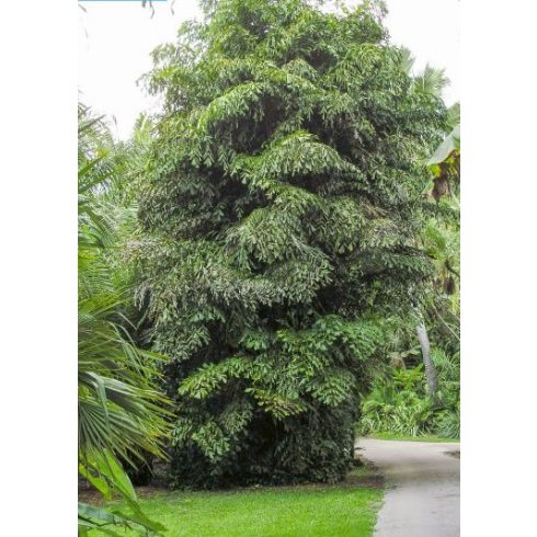 Caryota mitis - Clustered Fishtail Palm - 5pcs seeds/packet - goldenpalm.hu
