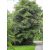 Caryota mitis - Clustered Fishtail Palm - 5pcs seeds/packet - goldenpalm.hu