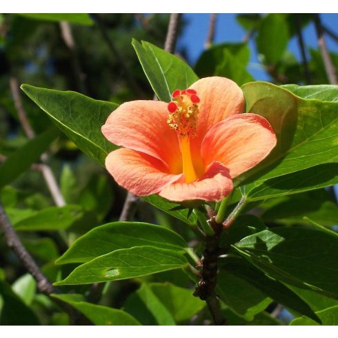 Hibiscus boryanus - 2db mag/csomag