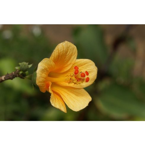 Hibiscus boryanus - 2db mag/csomag