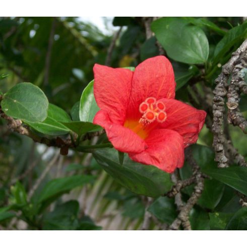 Hibiscus boryanus - 2db mag/csomag