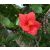 Hibiscus boryanus - 2db mag/csomag