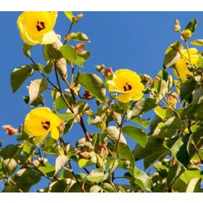   Hibiscus tiliaceus - Hárslevelű hibiszkusz - 5db mag/csomag