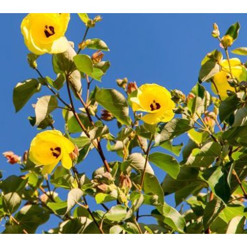 Hibiscus tiliaceus - Hárslevelű hibiszkusz - 5db mag/csomag