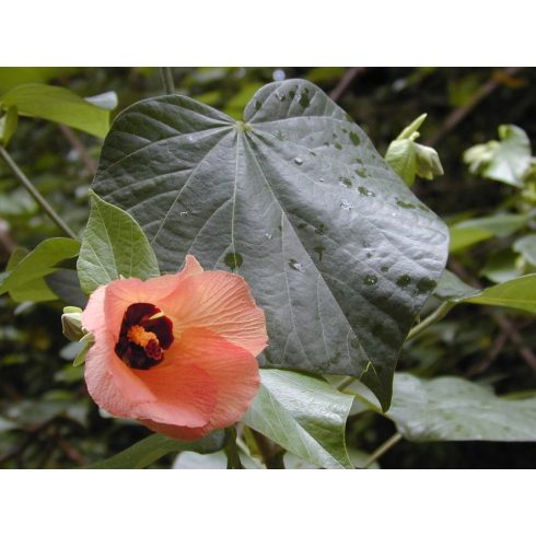Hibiscus tiliaceus - Hárslevelű hibiszkusz - 5db mag/csomag