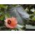 Hibiscus tiliaceus - Hárslevelű hibiszkusz - 5db mag/csomag